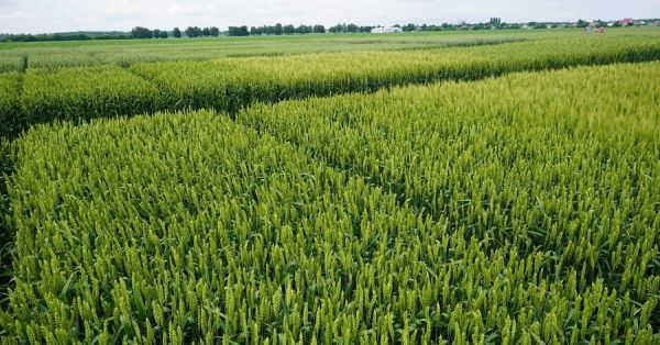Демо-ділянки посівів пшениці