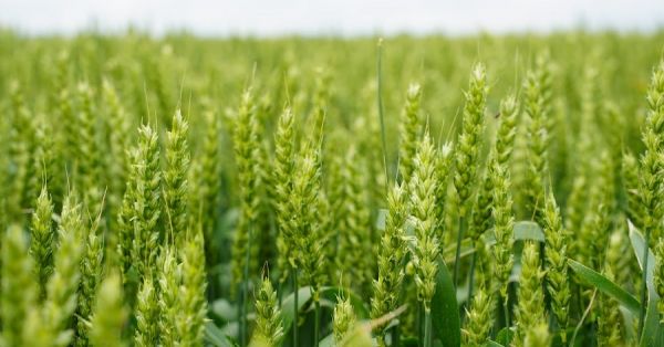 Field of wheat in Ukraine