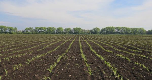 Corn crops in Ukraine