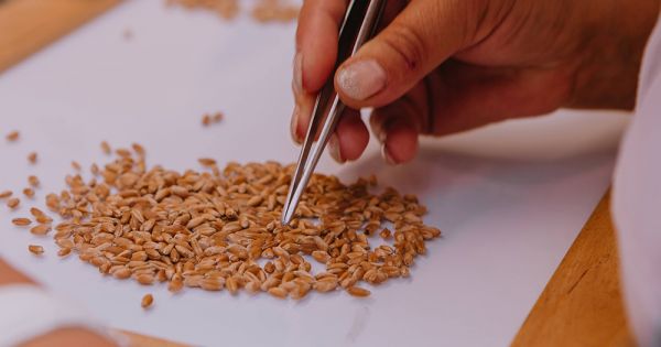 Пшениця у лабораторії