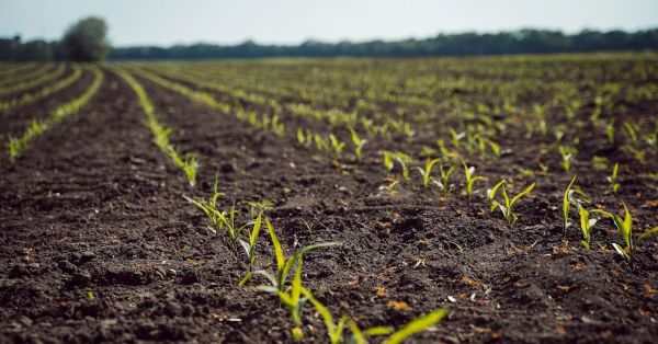 Corn emergence in a field in Ukraine, mid-May 2023