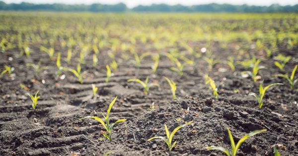 Corn field in Ukraine. May 2023
