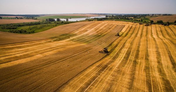 Grain production in Ukraine