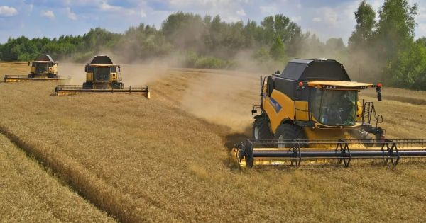 Жнива озимої пшениці на полі Kusto Agro у Житомирській області, 14 липня 2024 року
