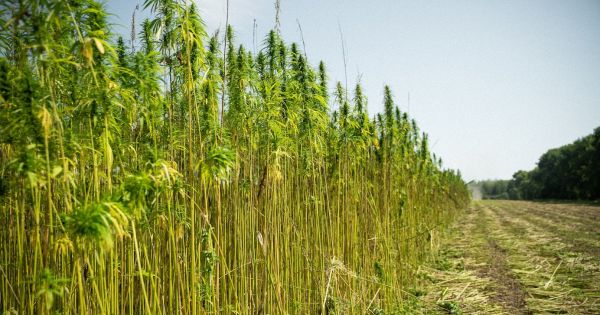 Збір врожаю технічних конопель на полі Ma’Rijany Hemp Company у серпні 2024 року