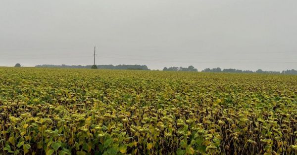 Незаконне використання земель, радіоактивно забруднених внаслідок аварії на ЧАЕС