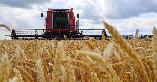 Збір врожаю пшениці в Україні