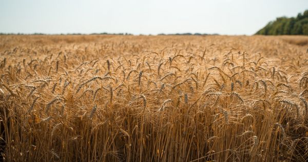 Стигла пшениця на полі в Україні