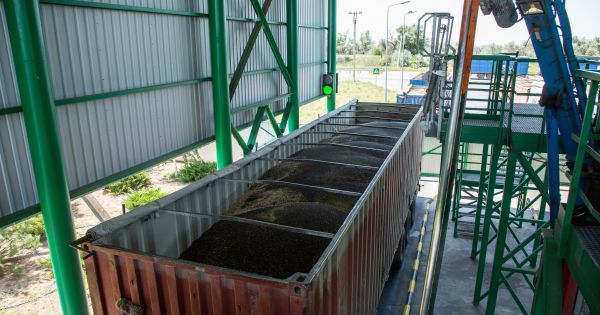 Насіння ріпаку у причепі вантажівки