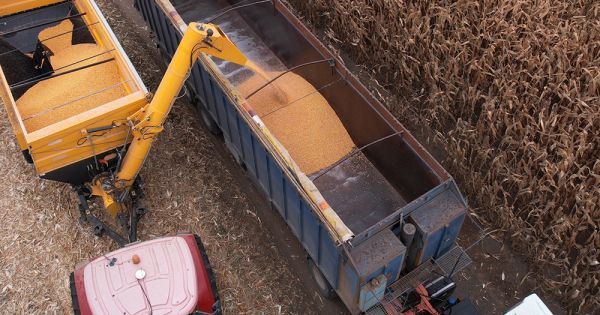 Жнива кукурудзи в Україні