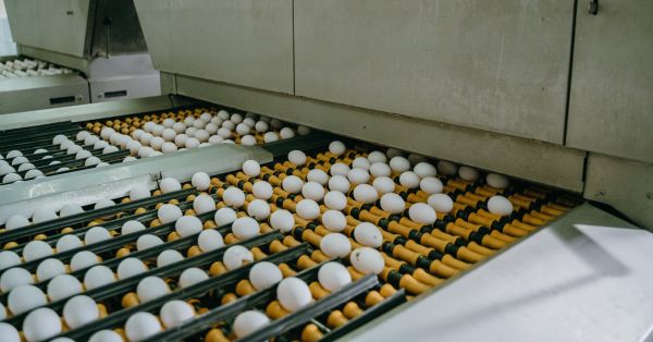 Яйця на птахофабриці