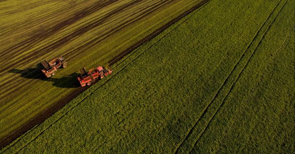 Збирання цукрового буряку
