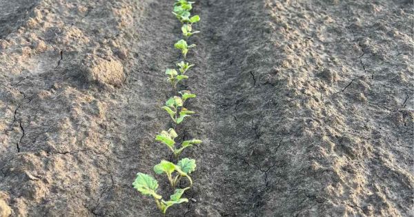 Сходи озимого ріпаку