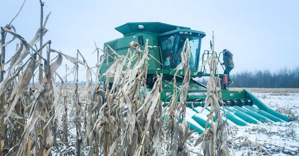 Кукурудза в снігу