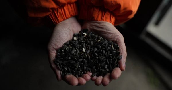 Насіння соняшнику