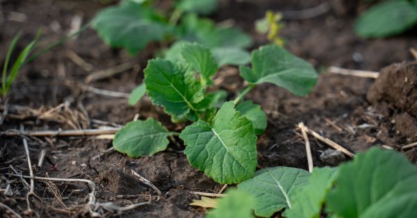 Посіви ріпаку