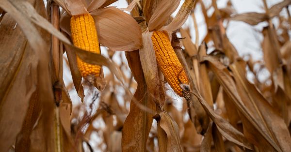 Corn field in Ukraine
