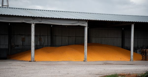 Кукурудза Кукурудза