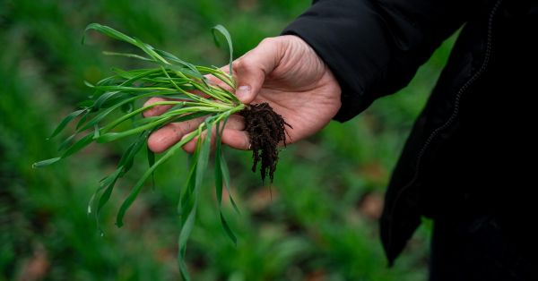 Сходи пшениці