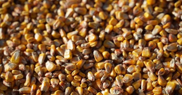 Зерно кукурудзи