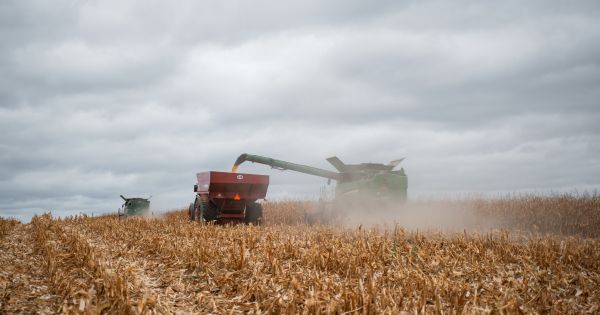 Жнива кукурудзи