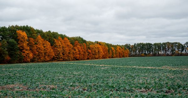 Сходи озимих культур