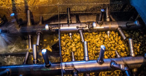 Цукровий буряк