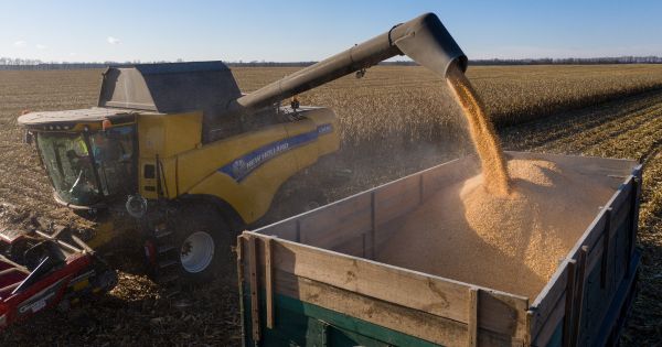 Жнива кукурудзи