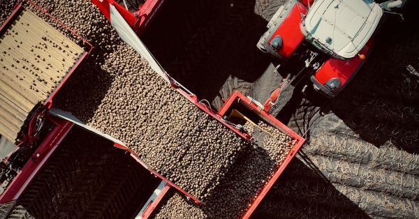 Збирання картоплі в Контінентал Фармерз Груп