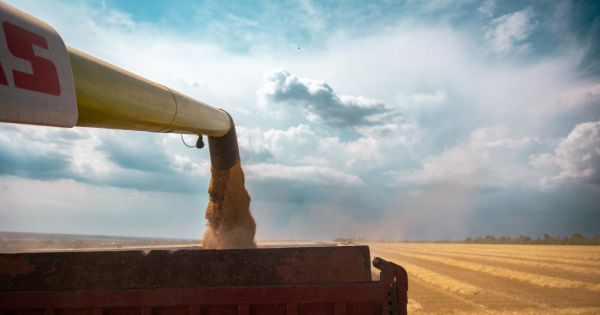 Збирання пшениці