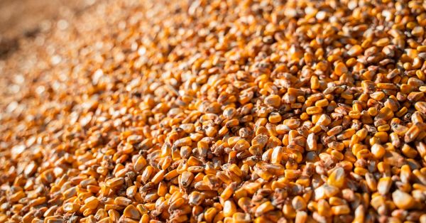 Corn grain