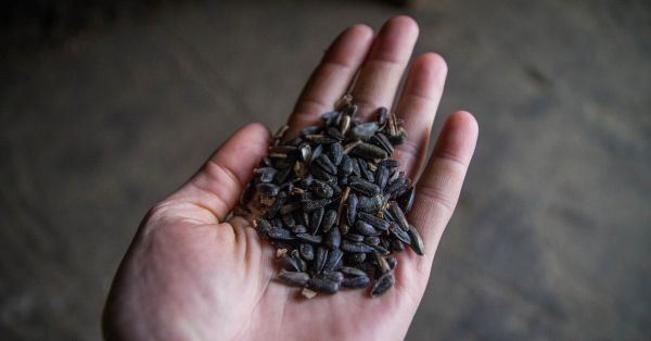 Насіння соняшнику