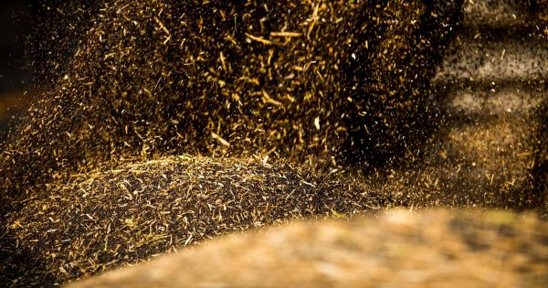 Насіння ріпаку