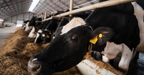 Молочна ферма