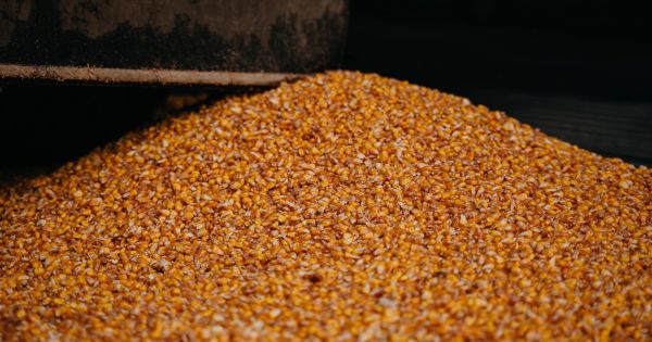 Зерно кукурудзи