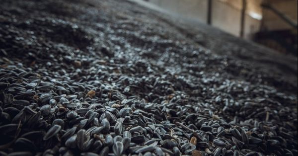 Насіння соняшнику