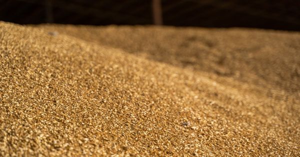 Зерно пшениці