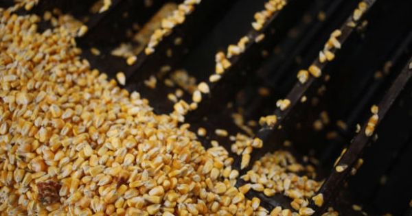 Зерно кукурудзи