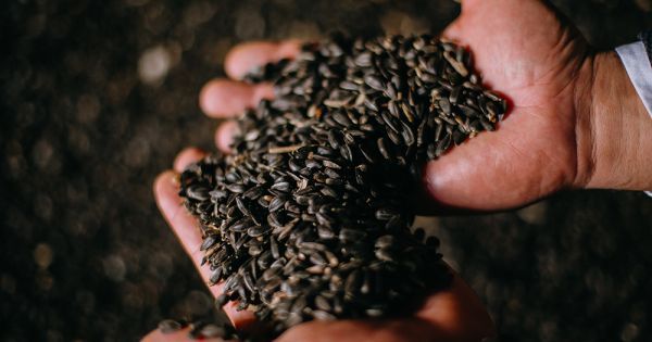 Насіння соняшнику