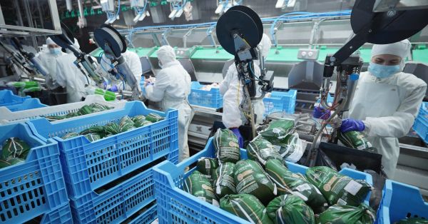 MHP's chicken meat facility