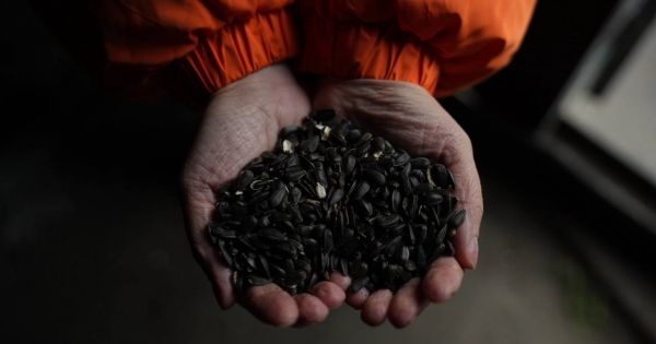 Насіння соняшнику