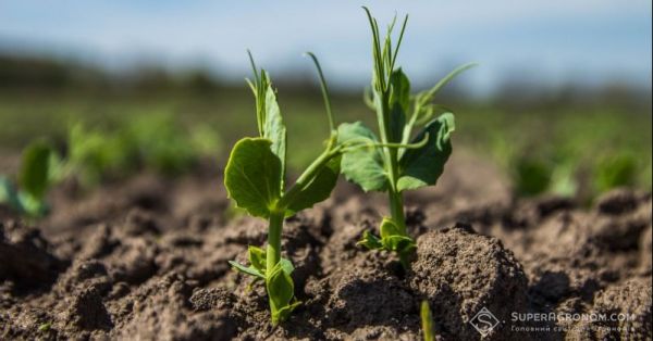 Посіви гороху