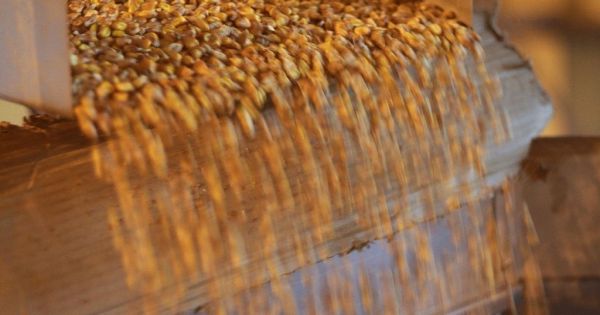 Насіння кукурудзи