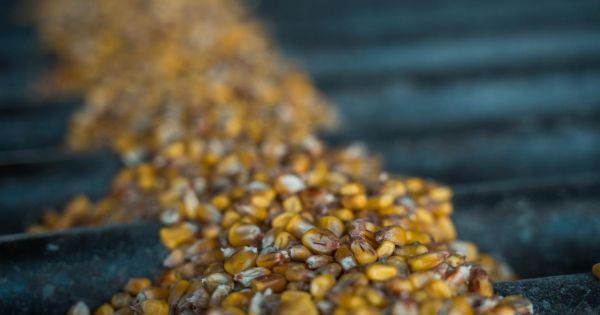 Зерно кукурудзи