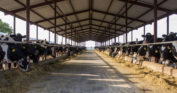 Ферма Астарти