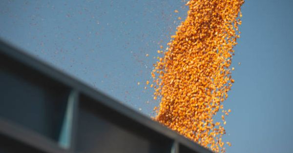 Зерно кукурудзи