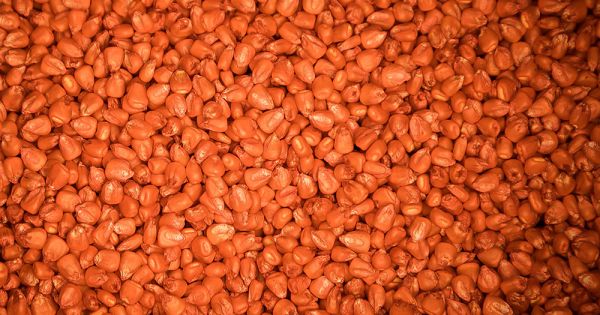 Насіння кукурудзи