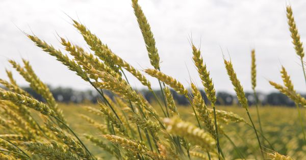 Пшениця