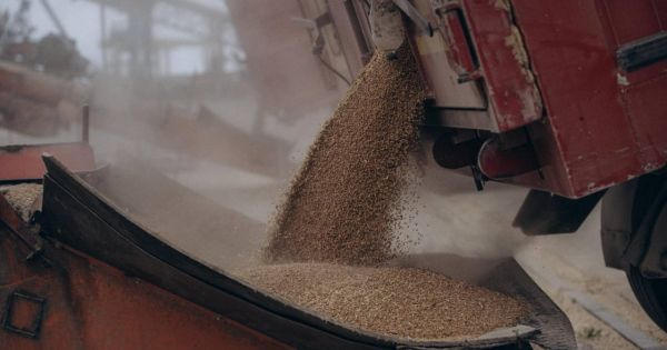 Завантаження зерна на судно