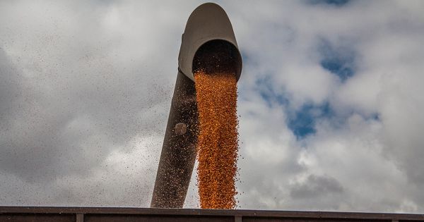 Збір врожаю кукурудзи